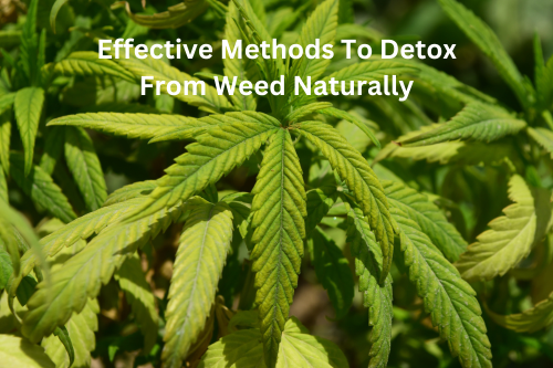 How to Detox from Weed Naturally: Effective Methods and Tips for THC Detoxification